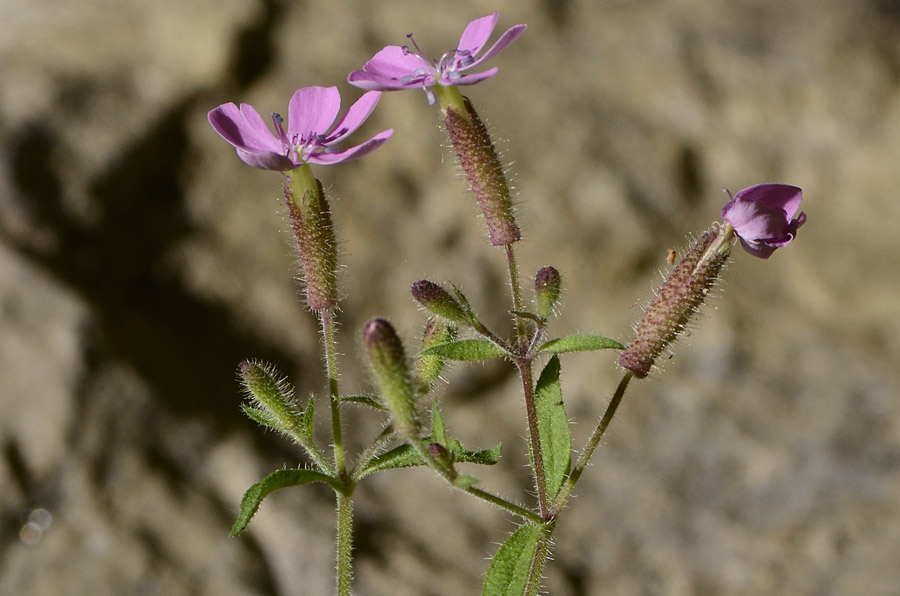 Saponaria ocymoides / Saponaria rossa